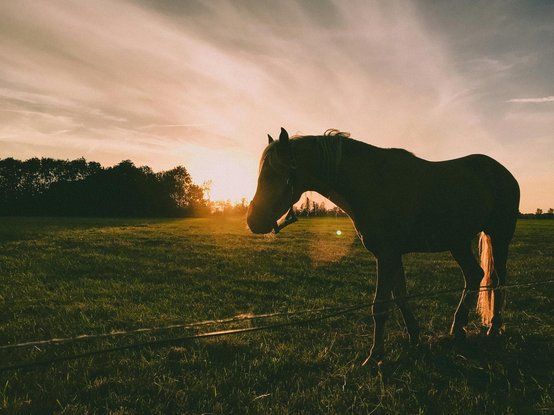 Farm & Large-Animal Vets near Jersey