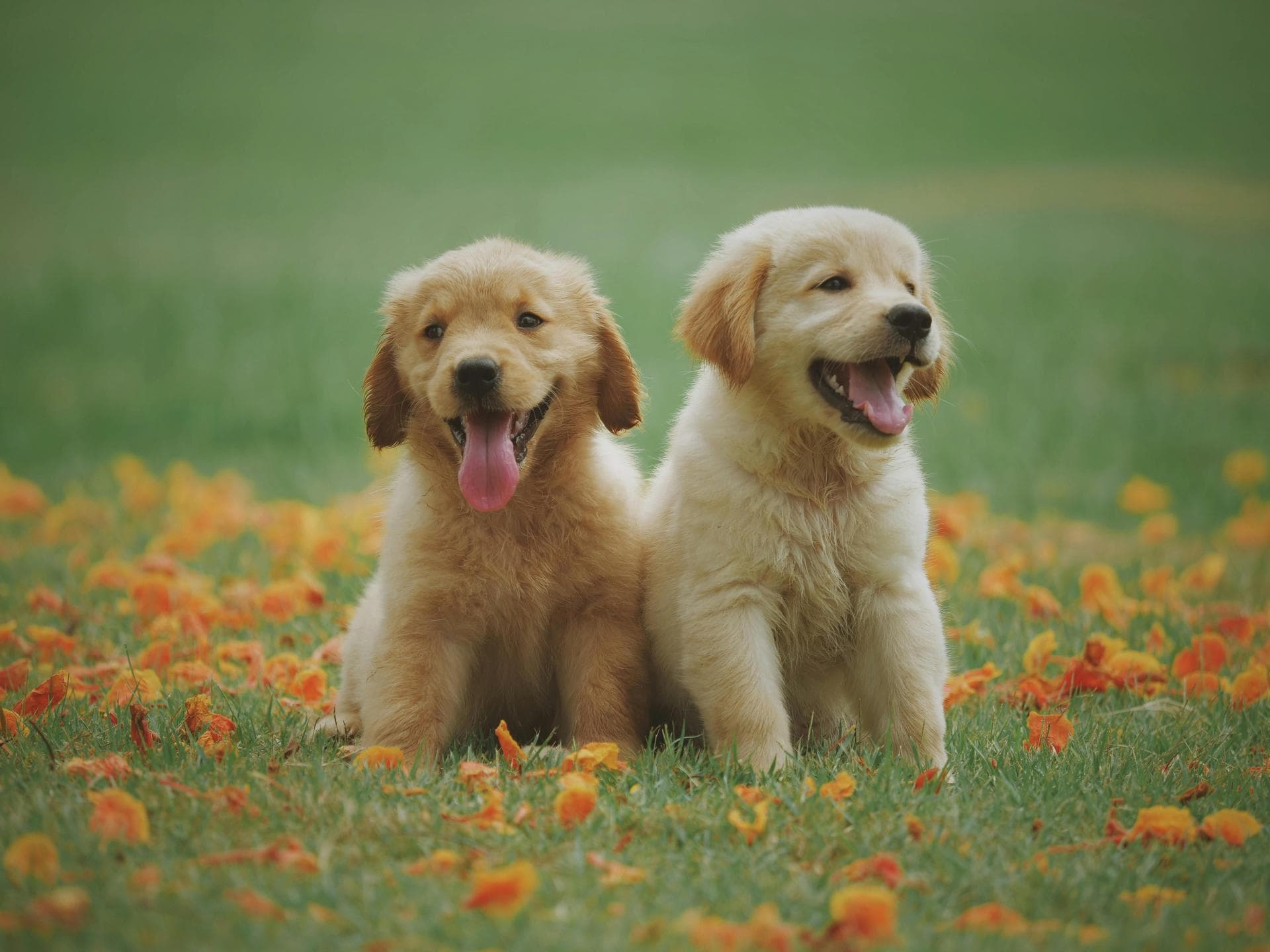 Vet Prices in Jersey