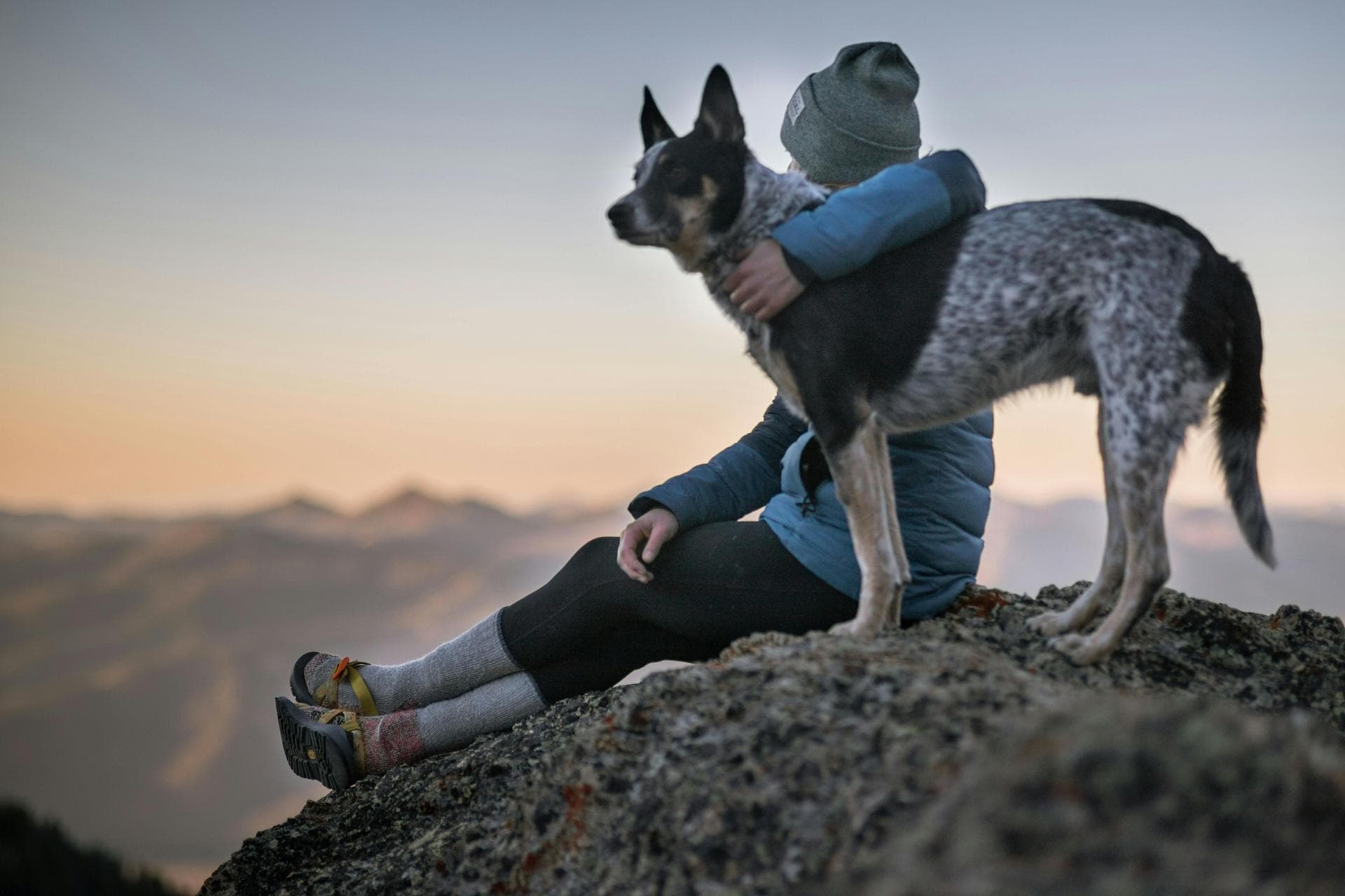 Dog & Cat Vets in Jersey