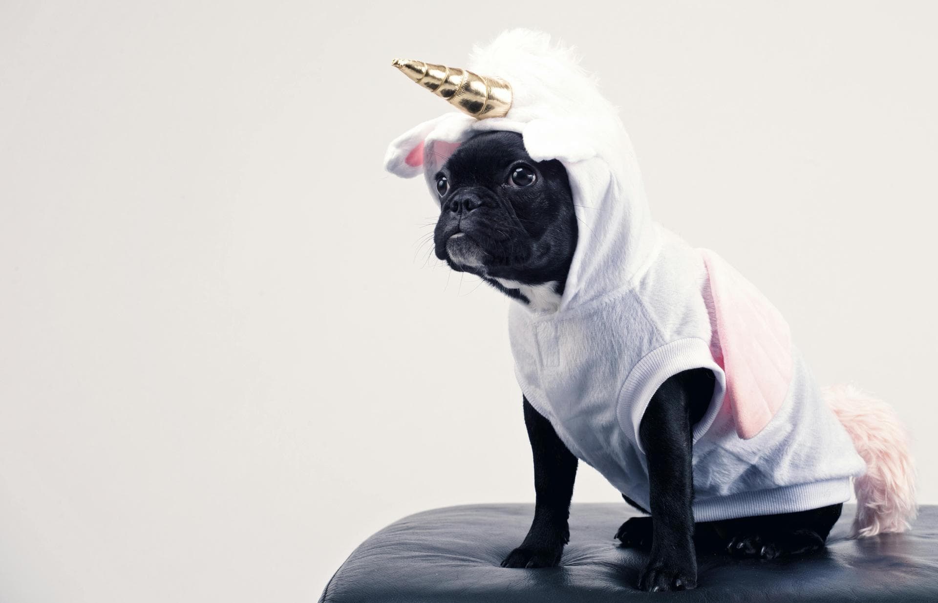 Dog & Cat Vets in Jersey